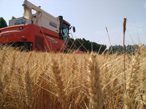 粮安天下 农机助力破三重挑战，增产有方看标兵担当